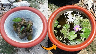 Making A Mini Pot with Water Lily [upl. by Alamat311]