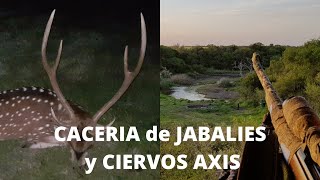 Cacería de Jabalí y Ciervos Axis en Argentina Visión Térmica Free Range Big Game Wild Boar Deer [upl. by Paulson994]