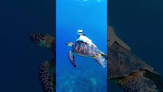 Kittens Ocean Adventure Riding the Back of a Sea Turtle kitten turtle sea seaturtle tortoise [upl. by Eustatius]