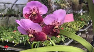 OrchidWeb  Vanda sanderiana [upl. by Larue953]