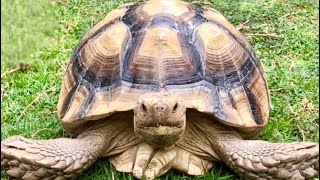 Secrets to a healthy beautiful tortoise shell [upl. by Nahor497]