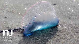 Portuguese man o war found on New Jersey beaches [upl. by Covell]