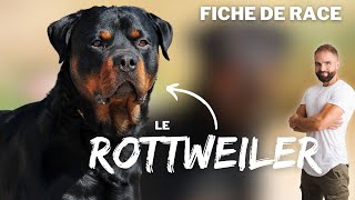 Infos race de chien Rottweiler  caractère éducation comportement santé race de chien Rottweiler [upl. by Alled63]