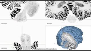 Ultra high Resolution 3D Human Brain Model BigBrain in Atelier3D Viewer [upl. by Vihs744]