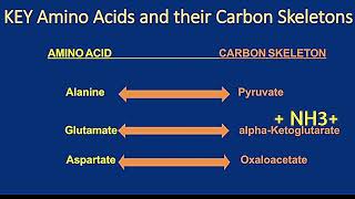 Catabolism of Alanine Glutamate and Aspartate Metabolism Made Easy [upl. by Maher]