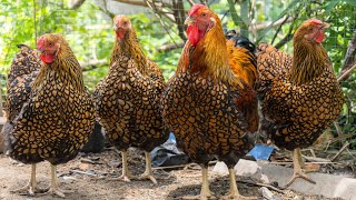 Gold Laced Wyandotte Chickens  Dual Purpose Eye Candy [upl. by Nidraj]