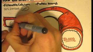 Bone Homeostasis Calcium and Phosphorus Part I [upl. by Storfer]