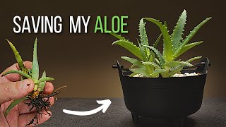 Save Aloe plant from root rot by repotting [upl. by Lalad]