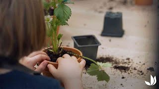 Planter un fraisier en pot  Atelier enfants  Truffaut [upl. by Wyck883]