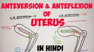 Uterus  2  Anteversion amp Anteflexion  Abdomen [upl. by Nilpik801]