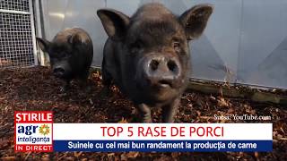 Top 5 rase de porci pentru producția de carne [upl. by Rhianna]