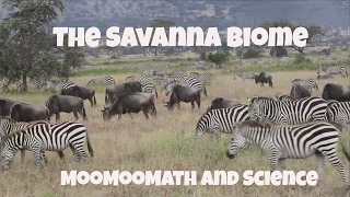 Savanna Grassland Biome Facts [upl. by Alvord]