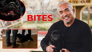 REACTING TO WHEN AN ANGRY PUG BIT ME featuring Gio [upl. by Wilburt]