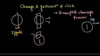 Developmental biology part 8  Cleavage in chick [upl. by Teiv]