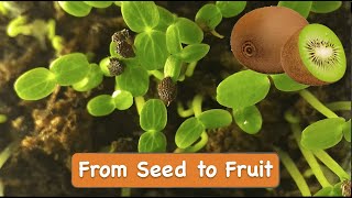 How to Grow Kiwi from Seed at Home [upl. by Ordnagela573]