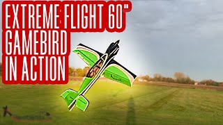 Extreme Flight 60quot Gamebird at LAC Ed [upl. by Suiluj]