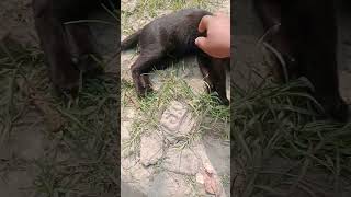 এটা কি করে সম্ভব 😱😱 cat vairalshort animallover fishing nature enviornment Bird wild [upl. by Larrabee]