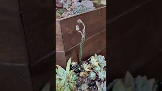 Pickle plant or Kleinia Senecio stapeliiformiscandystick plant in flower EP 1501000 [upl. by Libby]