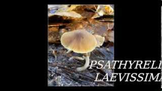 Psathyrella laevissima [upl. by Hook]