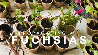 How to Propagating Fuchsias on How to Grow a Garden with Scarlett [upl. by Hola280]