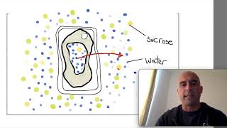 32 8Plasmolysis in under two minutes [upl. by Geirk]