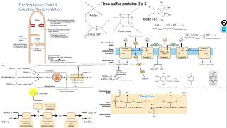 cadena respiratoria fosforilación oxidativa bioquímica Harper [upl. by Bovill]