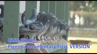 Little Ripper  Pigeon Racing Documentary [upl. by Philo874]