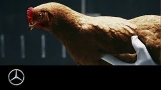 MercedesBenz “Chicken” MAGIC BODY CONTROL TV commercial [upl. by Daphna]