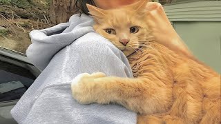 Cuddly Cat Cant Stop Giving Their Human Hugs And Kisses [upl. by Lally]