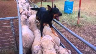 Gulligal Minka and Poncho loading sheep April 2015 [upl. by Sucramat]