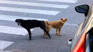 Apareamiento de perros PERROS PEGADOS [upl. by Chance207]