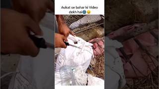 Goat Life 😂🔥  Comment Reader  thejoyfuljester ytshorts trynottolaugh funny trending viral [upl. by Elston60]