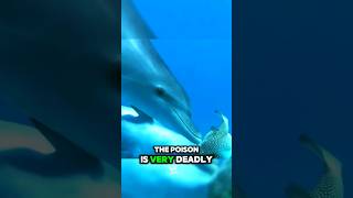 Dolphin Uses Pufferfish to Get High shortvideo animals [upl. by Aihsram]