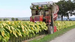 Spapperi Srl  Raccoglitrice Tabacco RA 632  Tobacco Harvester RA 632 [upl. by Arabella]