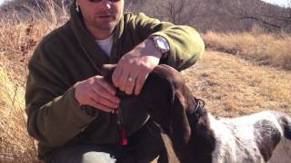 Hunting Dog Training  Reinforcing Retrieve and Hold [upl. by Kosak]