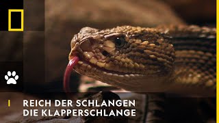 REICH DER SCHLANGEN  Die Klapperschlange  National Geographic [upl. by Nnylcaj]