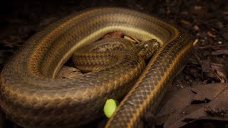 Rainbow Mud Snake Singapore Snakes [upl. by Edyak]