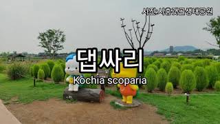 댑싸리 Kochia scoparia [upl. by Eceinart]