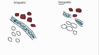 Biology Allopatric vs Sympatric Speciation [upl. by Carr]