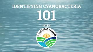 Identifying Cyanobacteria 101 [upl. by Onilegna]