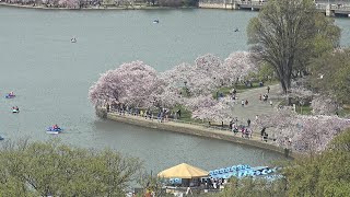 EarthCam Live Cherry Blossom Peak Bloom  Washington DC [upl. by Kendal496]