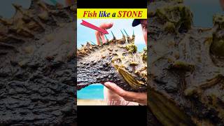 Most dangerous and poisoners stone fish shorts youtubeshorts [upl. by Alfreda]