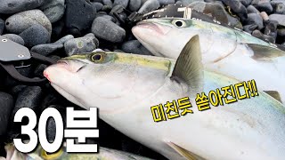 30분동안 미친듯 쏟아진 방어 으갸갸갸갸동해 서프루어 [upl. by Ennaillij]