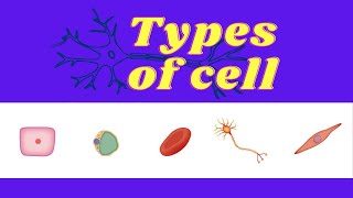 Types of cells in human body 🧬  DMAedu [upl. by Elleirua]