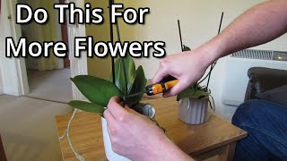 How to get your Phalaenopsis orchids to flower again [upl. by Gosnell]