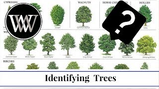 How to Identify a Tree By Leaf Bark and Fruit  Wood and Lumber Identification for Woodworking [upl. by Abate]