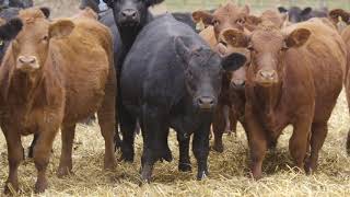 Stand Strong Wilkinson Farms Simmentals North Dakota [upl. by Man73]