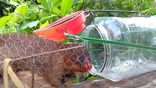 Quick Mongoose Using Big Plastic Bottle Trap  Unbelievable Catching Two Mongoose Randomly [upl. by Irbua]