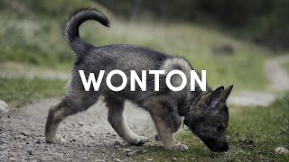 Welcome Wonton the Tamaskan dog [upl. by Naujat]