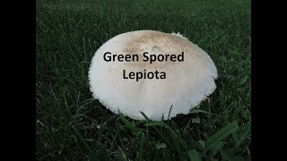 Poisonous Mushrooms in Pennsylvania Green Spored Lepiota [upl. by Annaoi758]